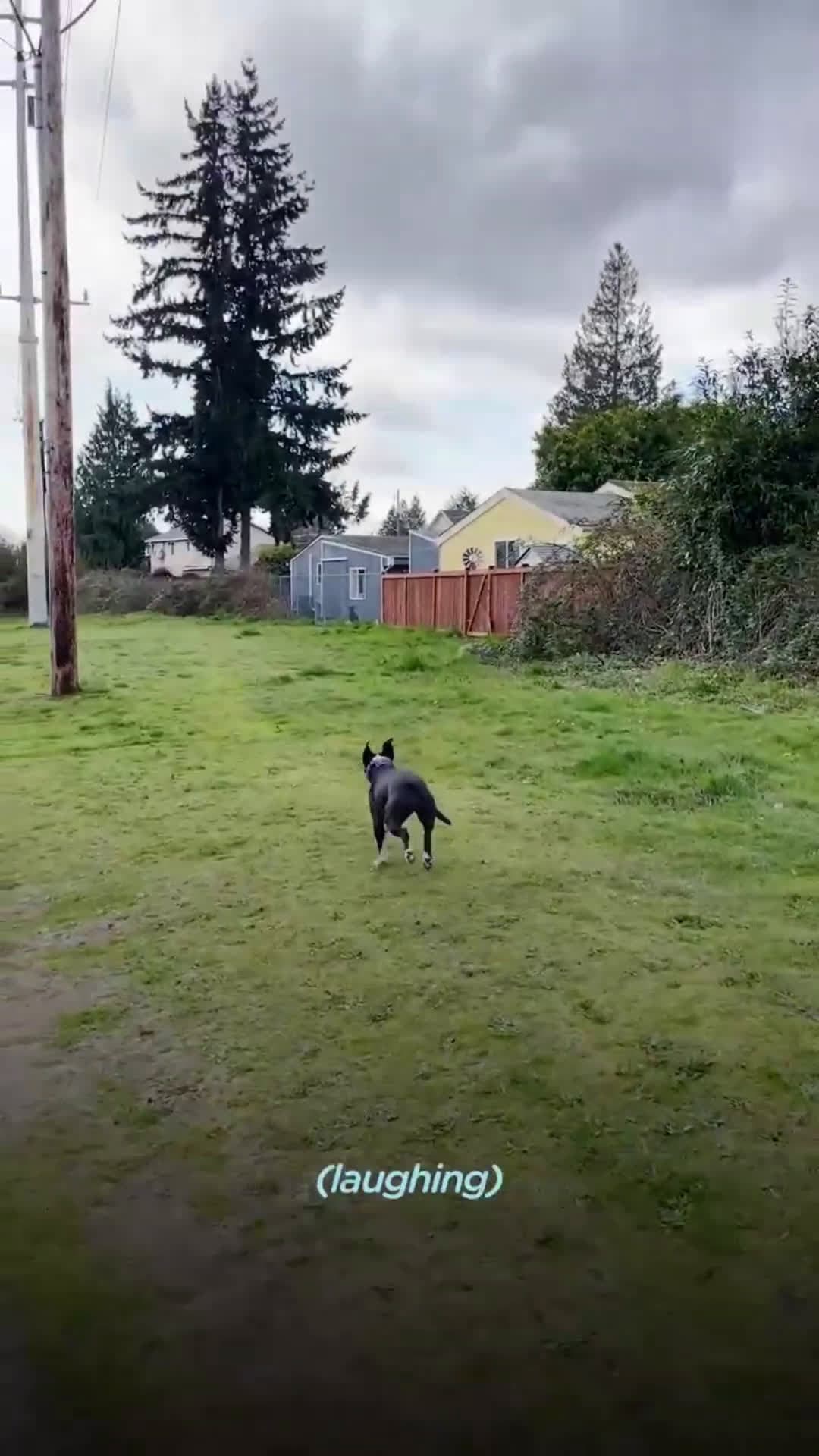 cover for Pittie and Lab’s Friendship Starts Through The FencePittie becomes BFFs with a Lab on the other side of the fence — watch what happens when they finally get to play! 💜