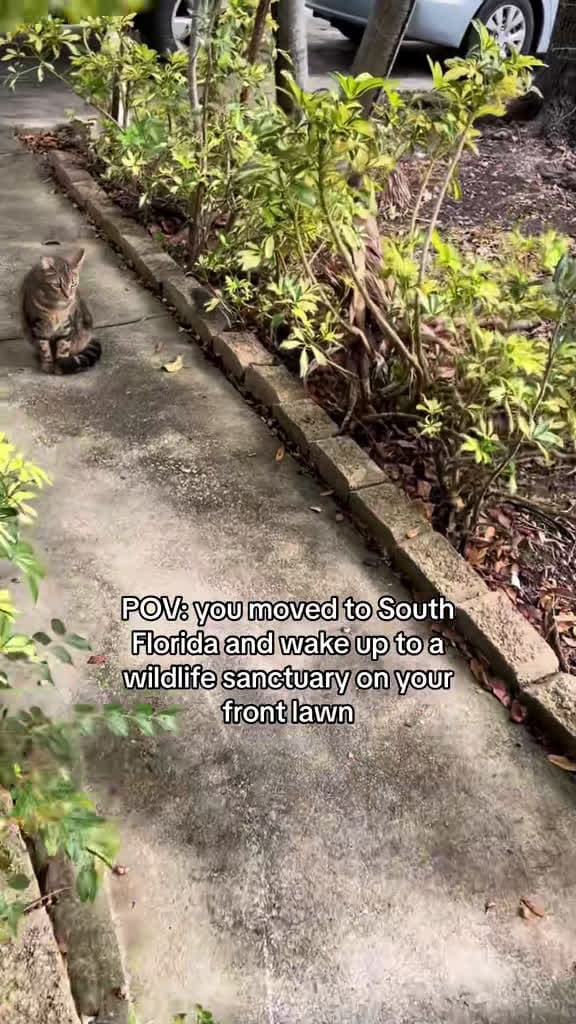 cover for Only in Florida! Wild encounters you won't believe 🐊🌴 #Florida #Miami #Wildlife #SouthFlorida #Animals
