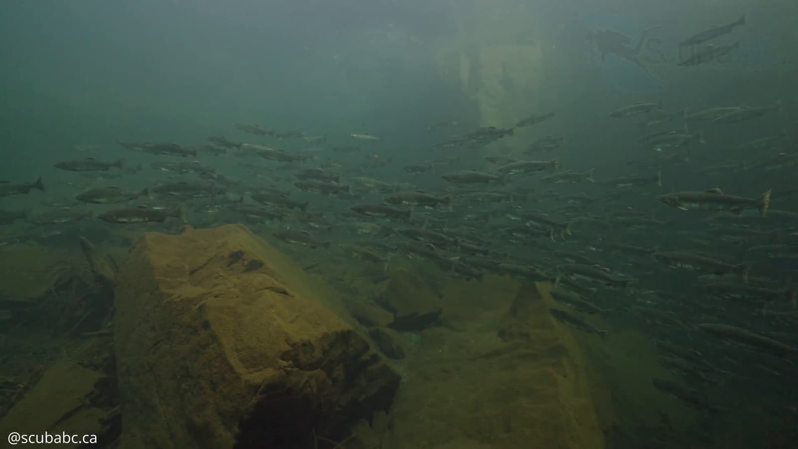 cover for Witness hundreds of salmon on their epic final journey at Vancouver Island! 🐟 #SalmonRun #VancouverIsland #Wildlife