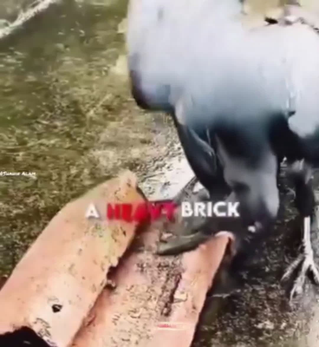 cover for Hunger drives this eagle to think critically to solve the problem at hand