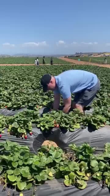 cover for Biggest strawberry ever 🤣🤣🫢