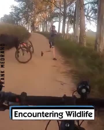 cover for Encountering Wildlife