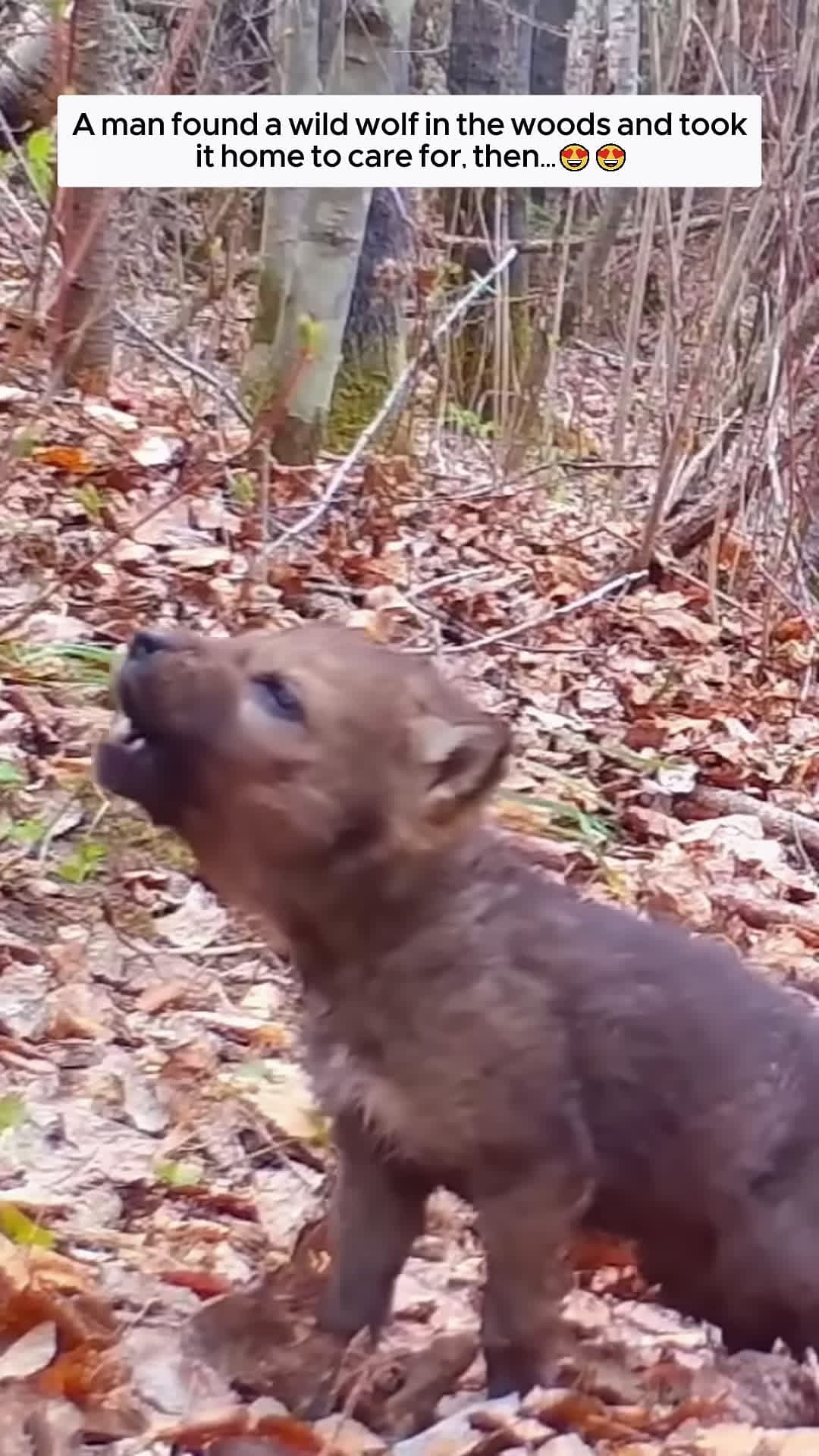 cover for A man found a wild wolf in the woods and took it home to care for then