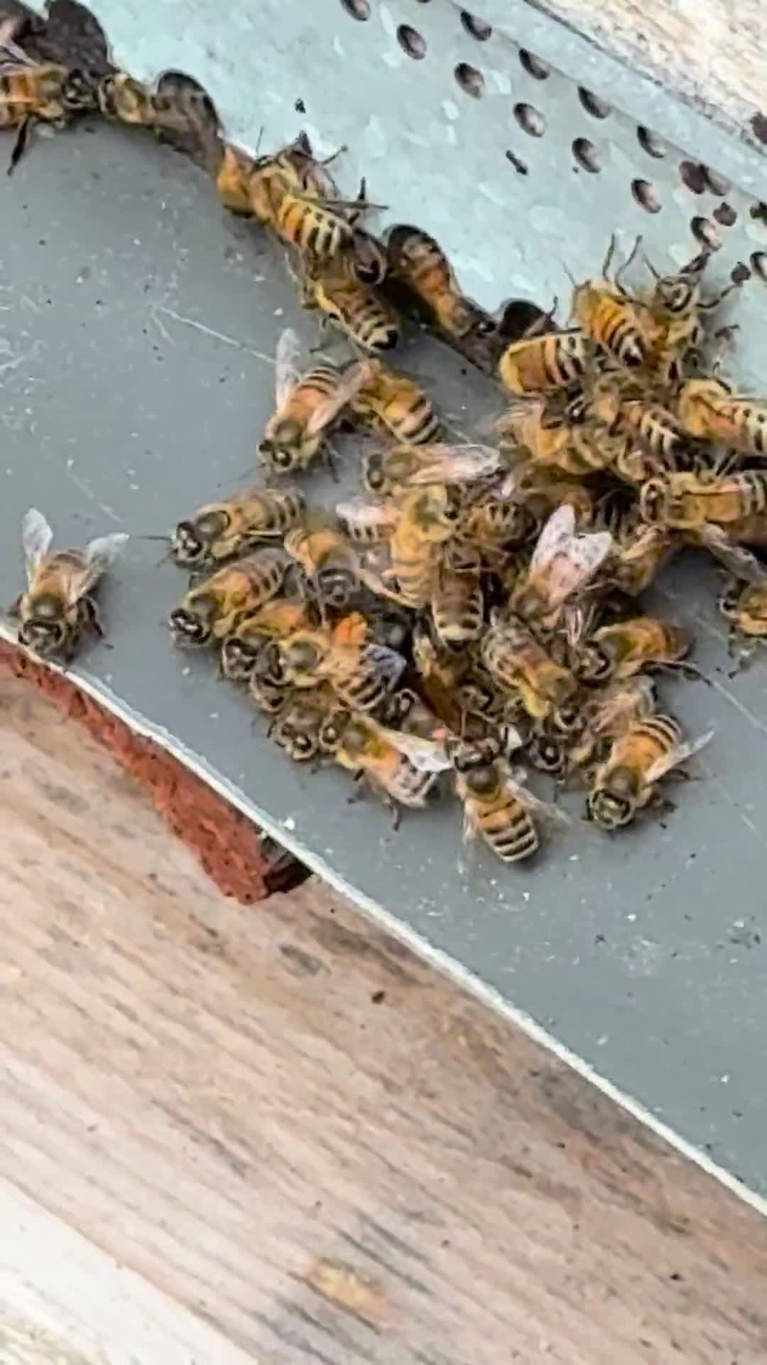 cover for Incredible moment my bees take down an Asian hornet! 🐝🔥 #Beekeeping #AsianHornet #NatureBattle