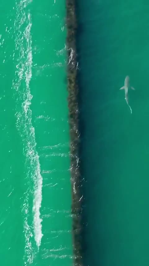 cover for Sharks spotted near Wrightsville Beach, NC — mute mode on 🦈 #Sharks #WrightsvilleBeach #NorthCarolina #OceanAdventure #BeachAlerts