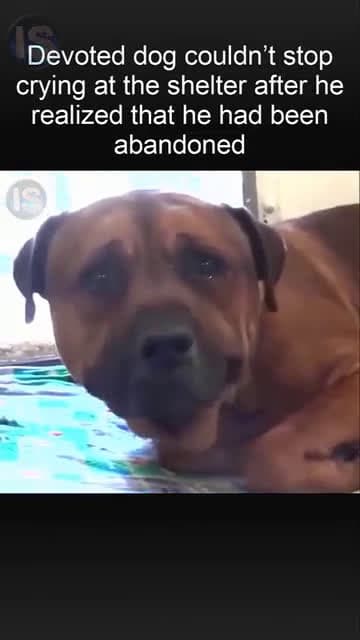 cover for Devoted dog can't stop crying at the shelter after realizing he was abandoned 😢 Watch this heartbreaking moment. #DogLove #AbandonedDog #ShelterLife #AdoptDontShop