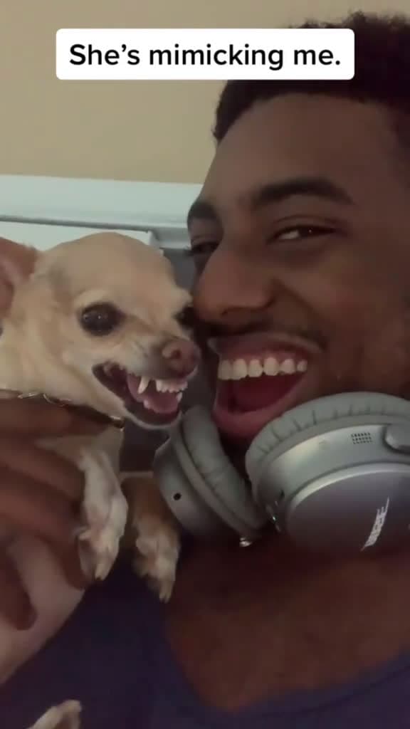 cover for Dogs love to imitate human behavior foryou dog fyp funnyvideo 14318 #us