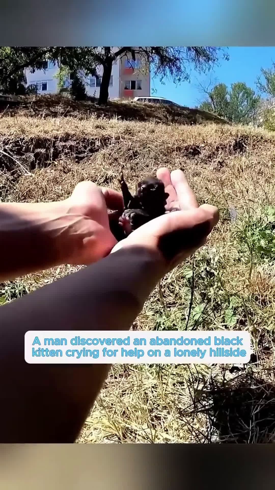 cover for This man rescued an abandoned black kitten and gave it a loving home