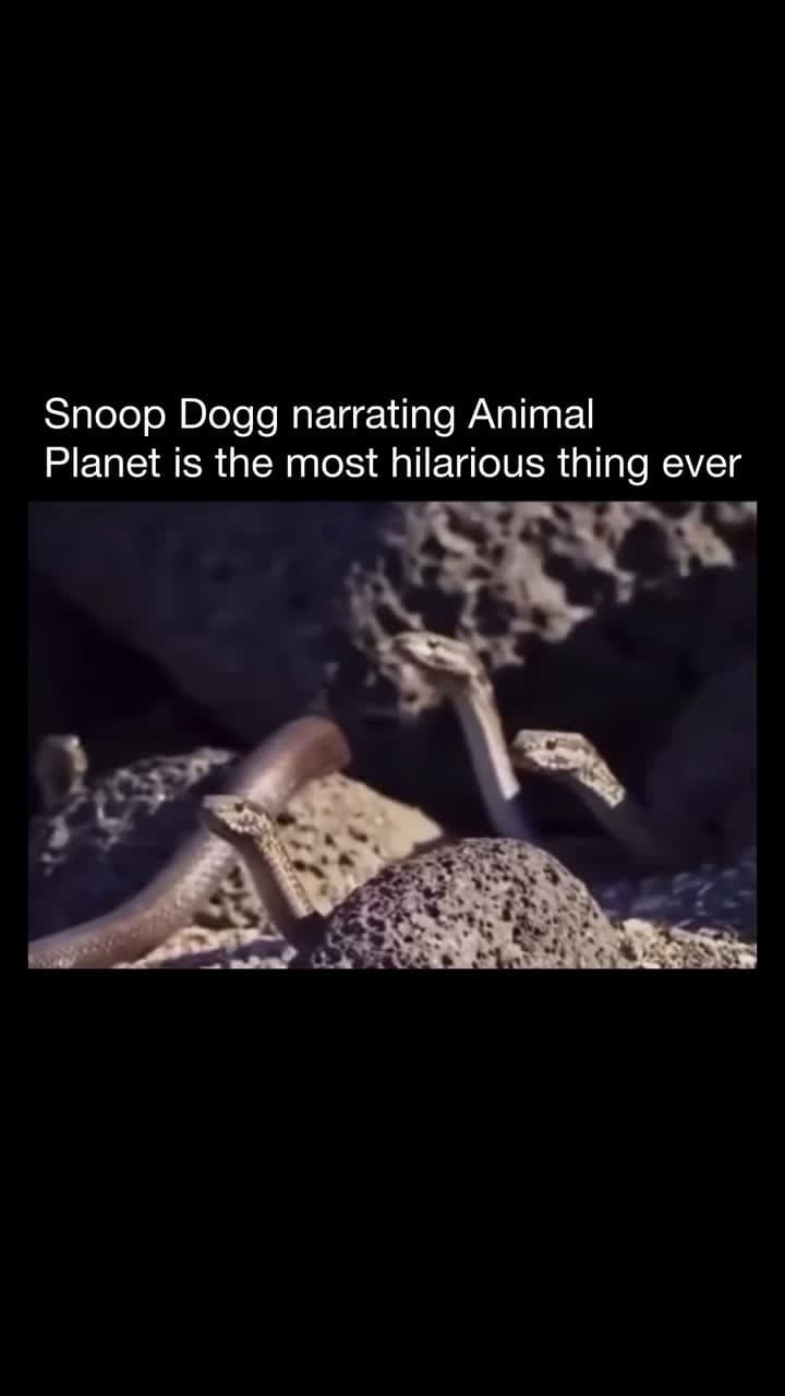 cover for #TooFunnyToScroll #meme