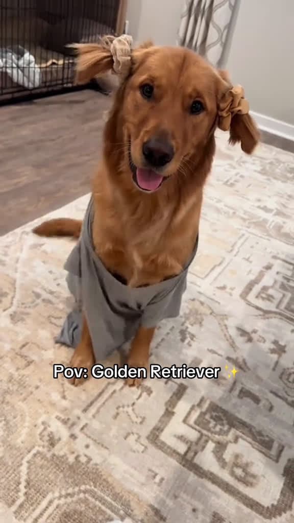 cover for Funny dogs  #funny  #funnyvideos  #fun