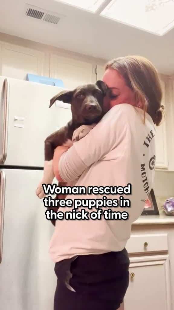 cover for Woman Saves 3 Dogs At Just The Right Time dog dogsoftiktok animals 06826 #trending