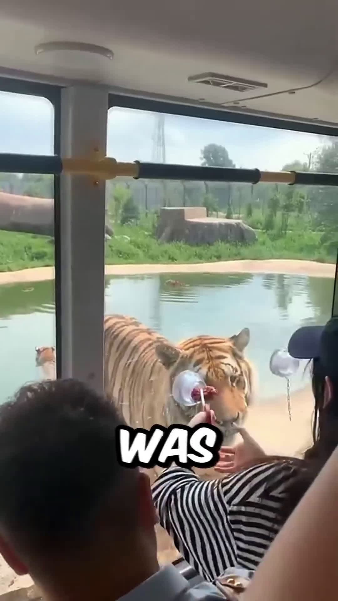 cover for The Tiger does not like her shorts