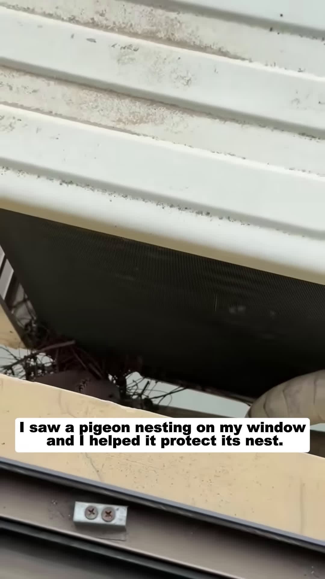 cover for I saw a pigeon nesting on my window and I helped it protect its nest dove bird short