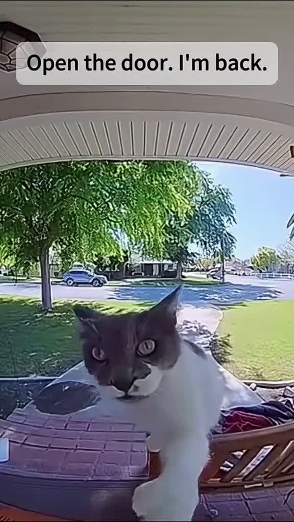 cover for When your cat thinks it’s a little human knocking on the door! 🐱😂 #funnycat #cute #smartcat