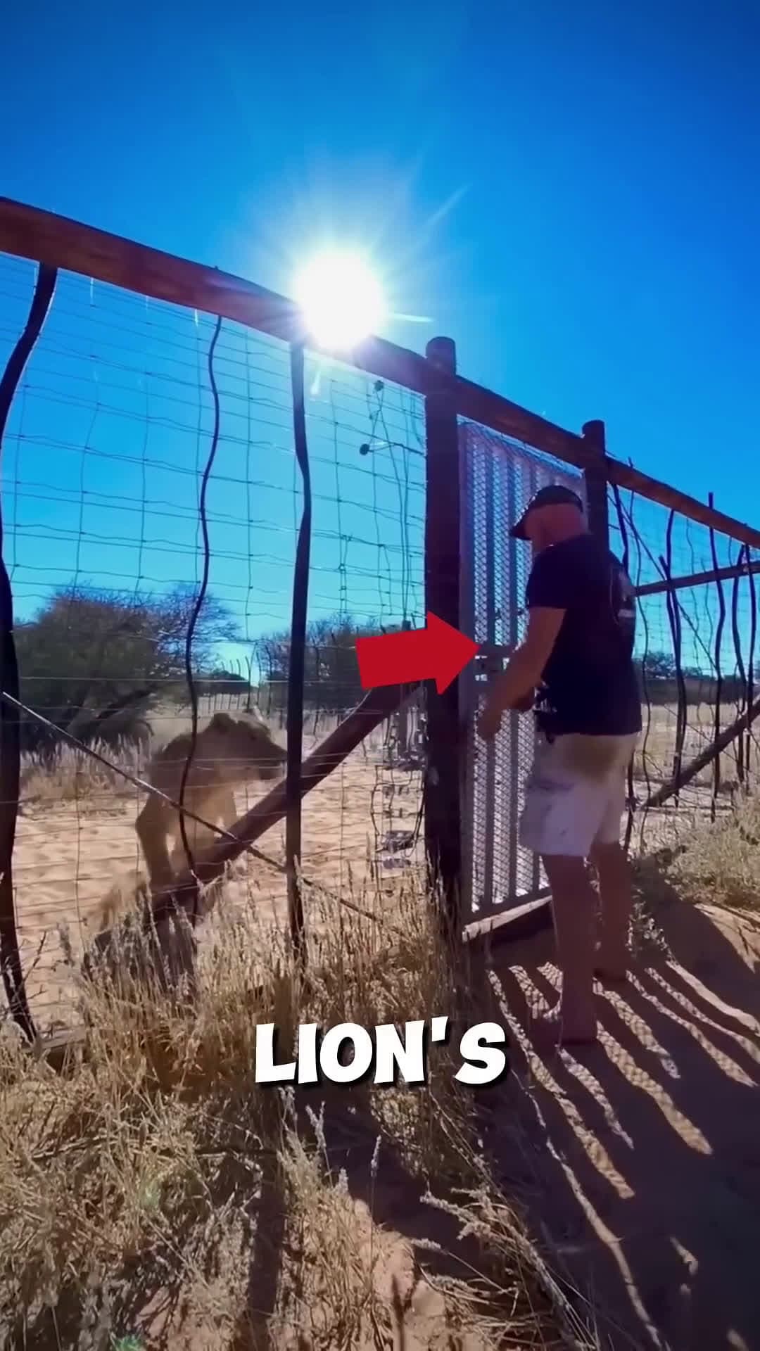 cover for This Lion Rushed at a Man 🦁💛  #scoopzreels 