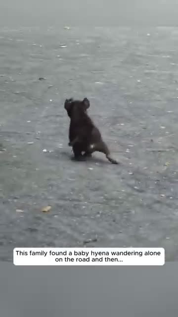 cover for This family found a baby hyena wandering alone on the road and then
