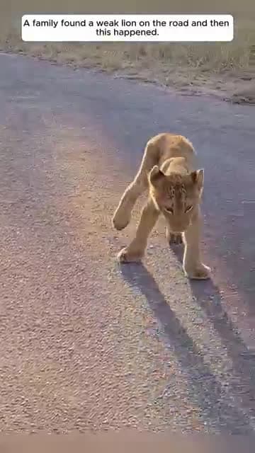 cover for A family found a weak lion on the road and then this happened