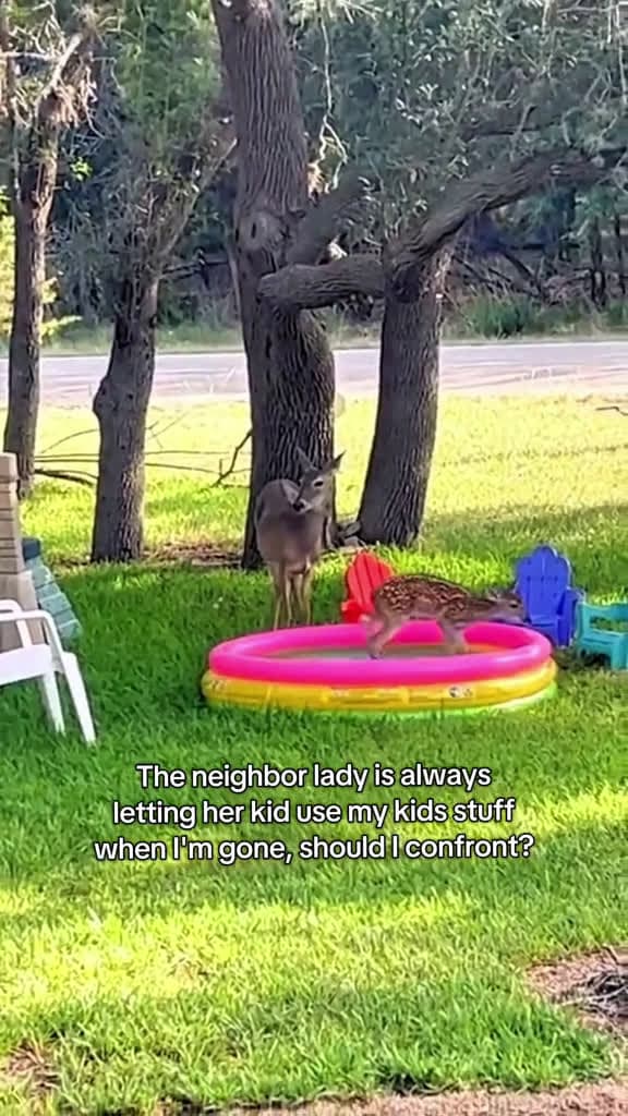 cover for #cuteanimals #interesting #positivity  created by Pawsitivitycore with Janet Jackson’s Someone To Call My Lover