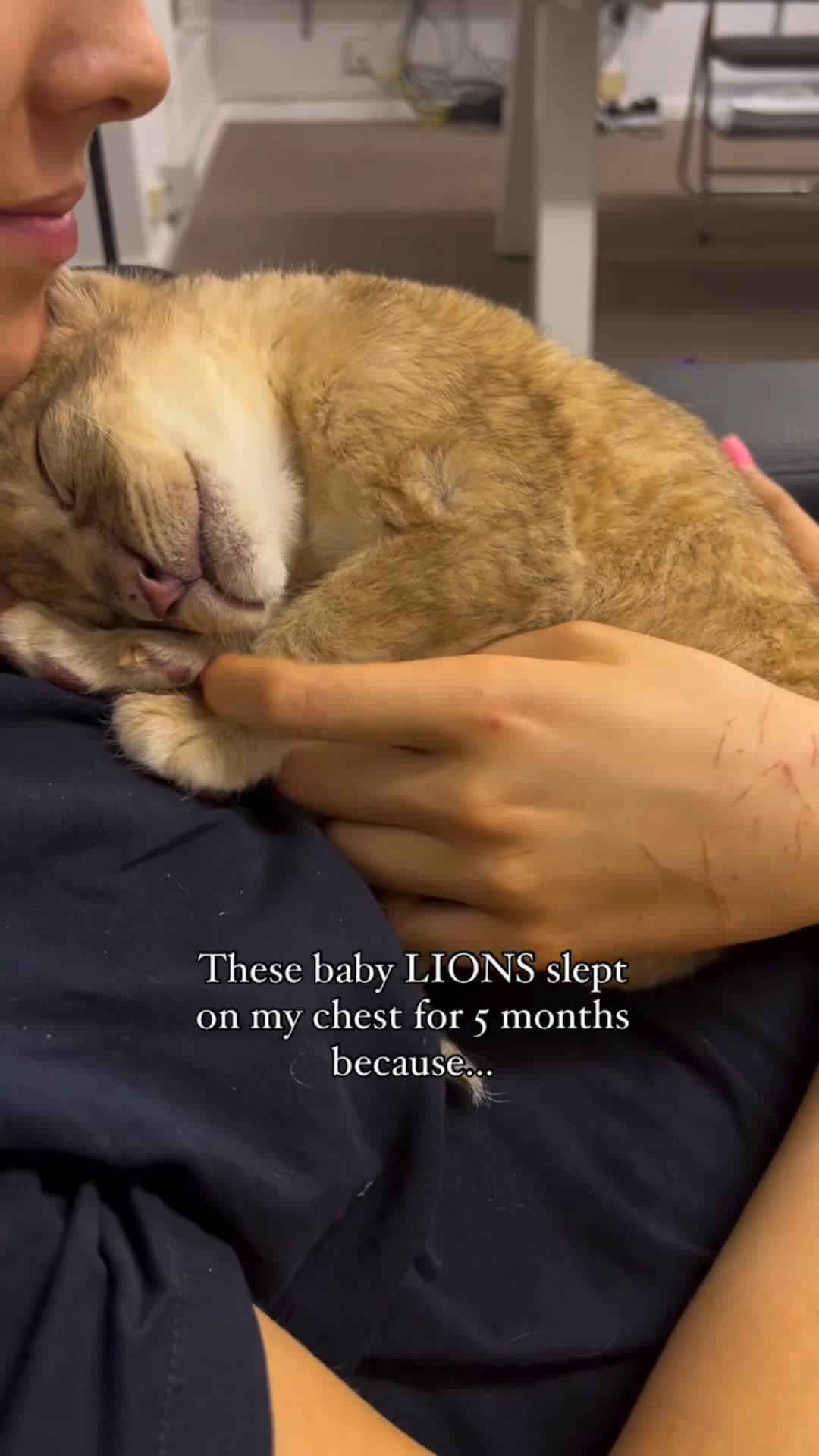 cover for Rescued at just 3 days old after the mother sadly passed of a uterus infection . They nearly died so we had to save them and I became their honorary mother figure ,