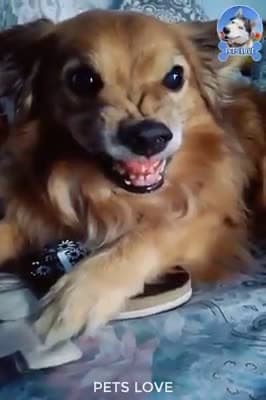 cover for Funny Dogs and Cute #16 #FunnyDogs #Funnyanimails #Dogs #CuteDogs #FunnyPets #Pets