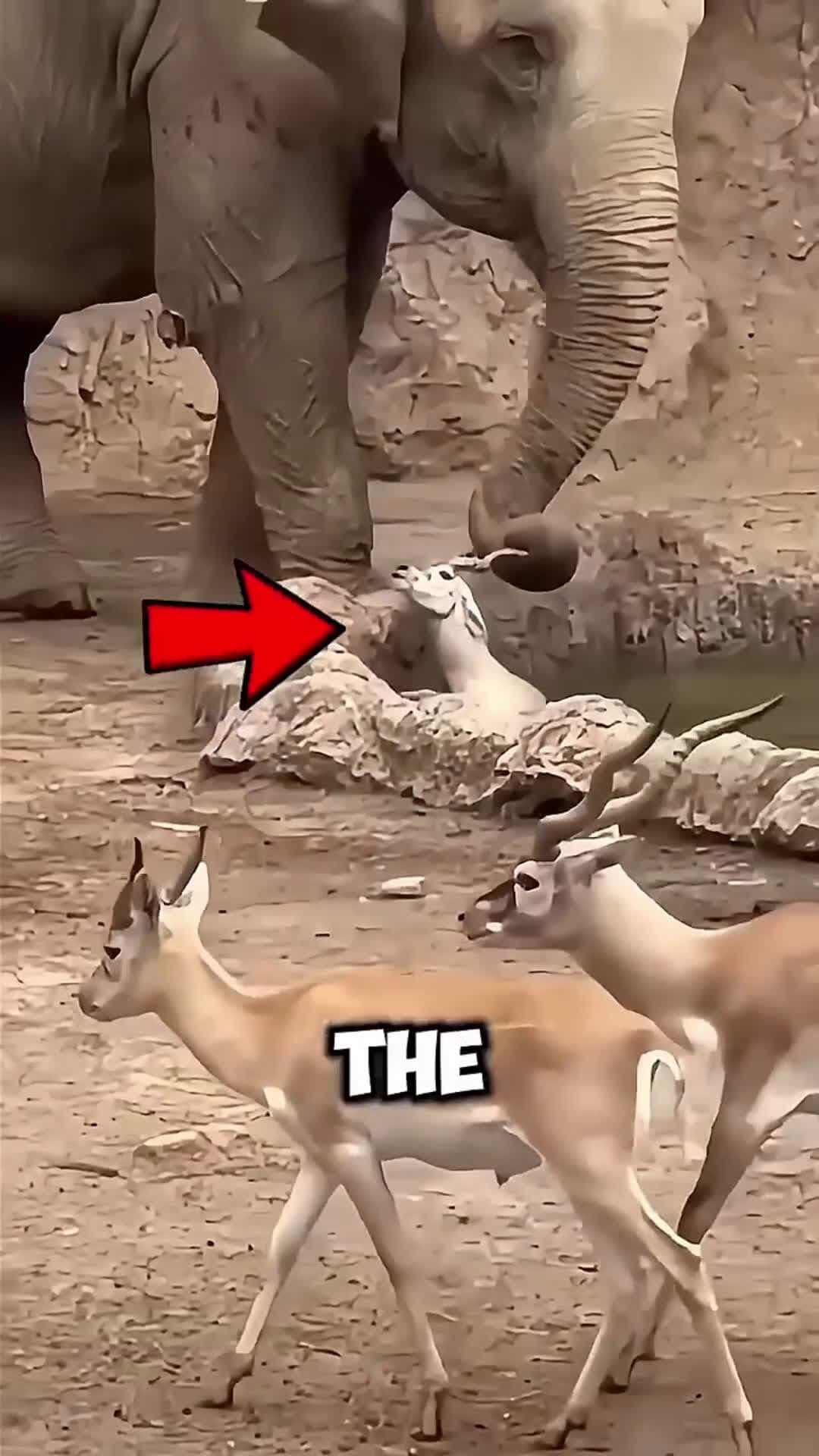 cover for Deer almost drown in the water and this elephant came to save him 😱