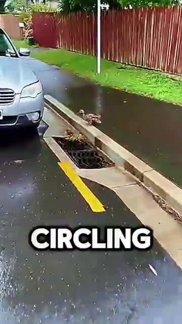 cover for They Risked Everything to Save the Baby Ducks