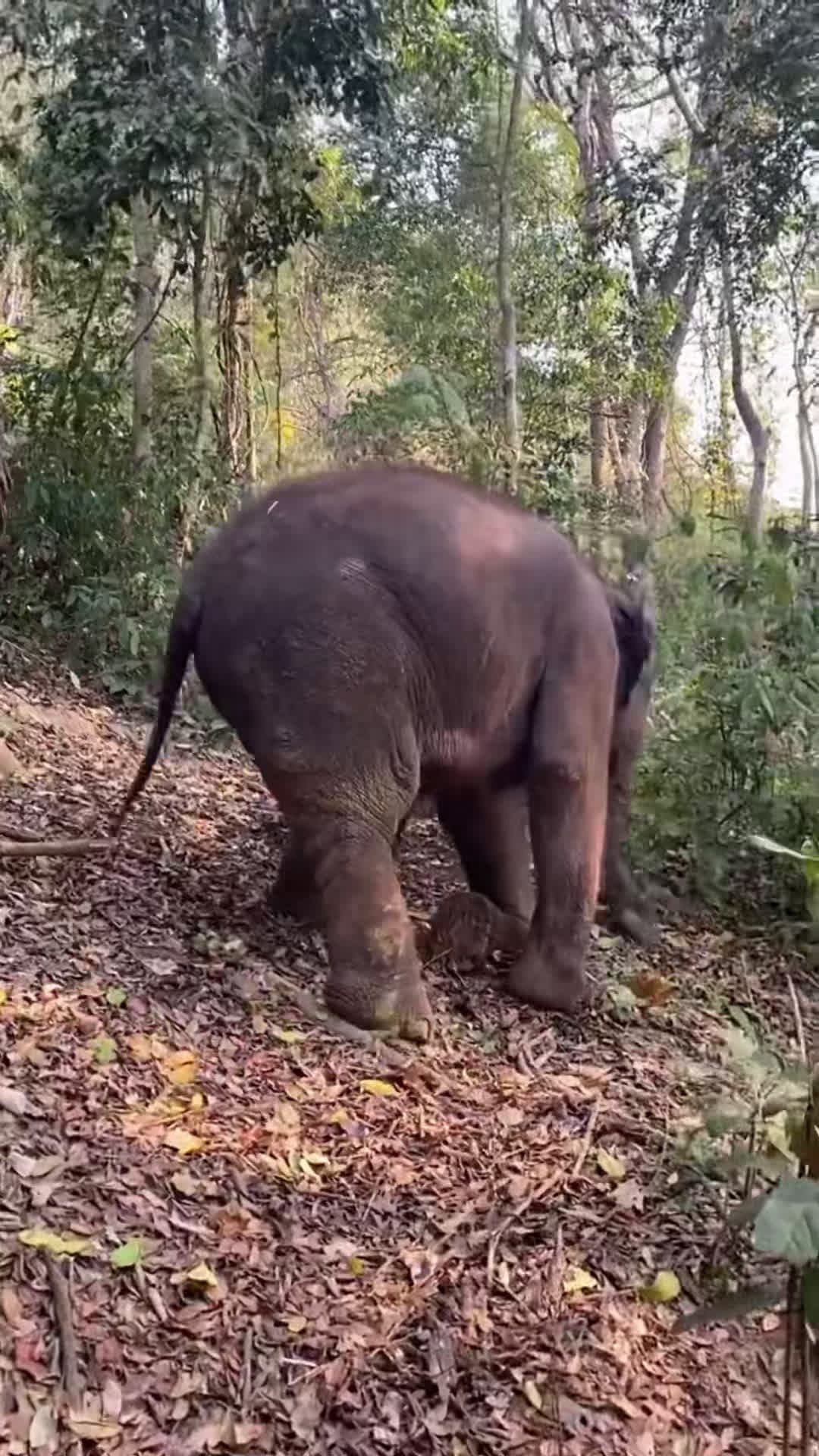 cover for Happy moment of baby elephant，I hope to bring happiness to everyone.#...