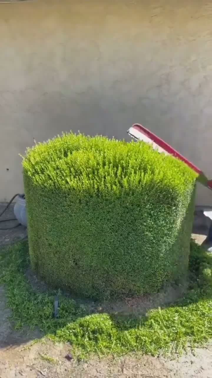 cover for #FirstVideoChallenge This is not just hedge trimming.... This is Hedge barbing. #Beautiful #explore #foryou #follow