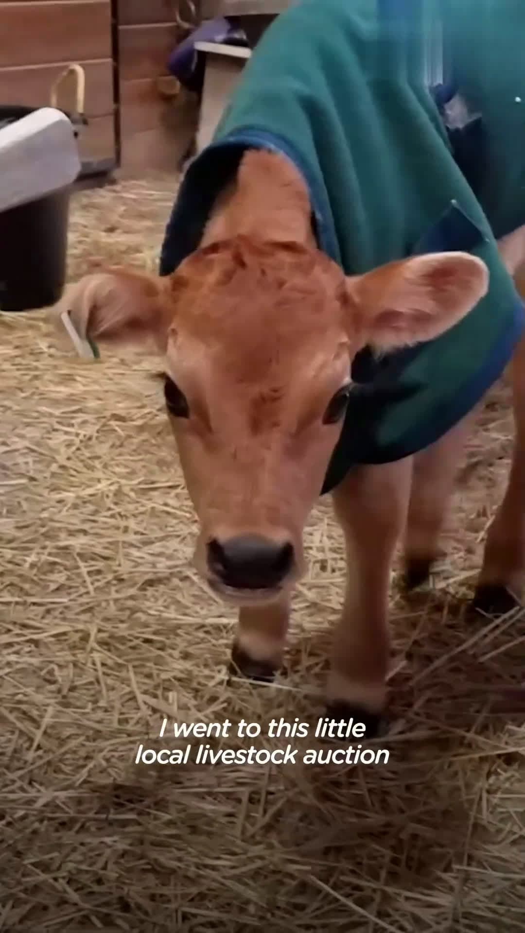 cover for Rescued baby cow's first friend was a dog just his size — now he weighs 900 pounds more than her, so he gets down on the ground to play 💜