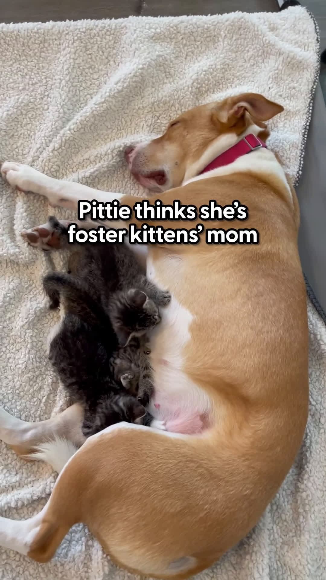 cover for She lets them nurse on her as much as they want 🥹Susan told us about taking in a very pregnant Ginger over 6 years ago, and how Ginger hasn't stopped being a nurturing mama ever since!