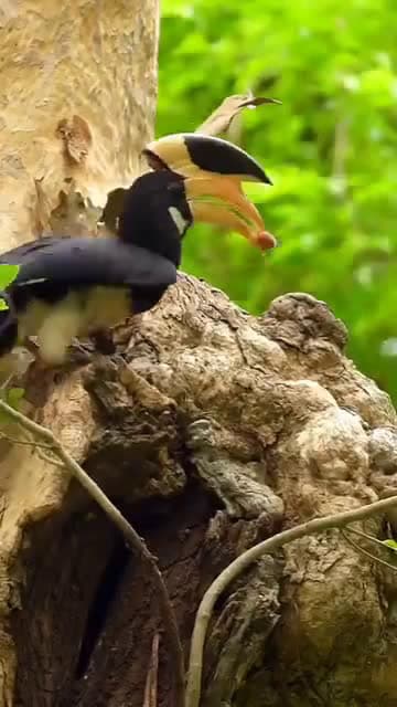 cover for Watch a Malabar Pied Hornbill dad feeding his family deep in the Karnataka forest! 🦜 #WildlifeWonder #Hornbill #NatureLovers