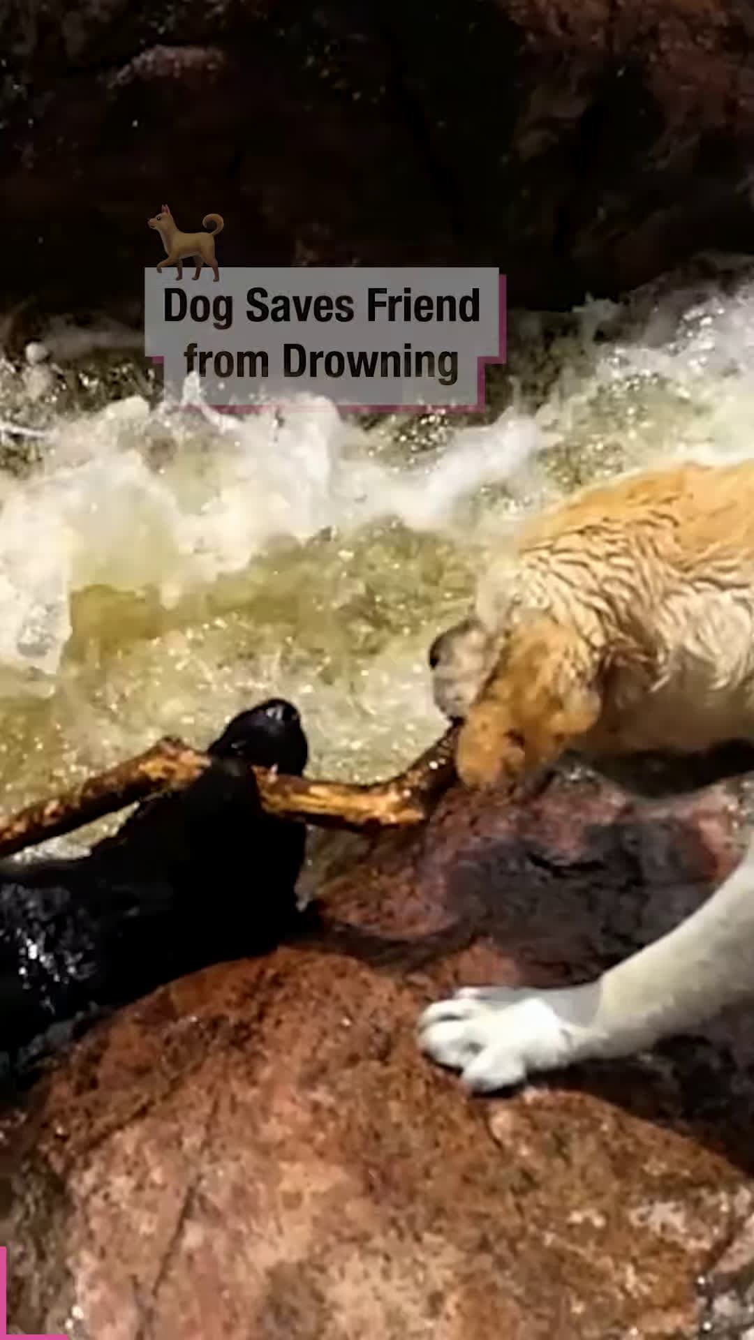 cover for Dog Saves Friend from Drowning!