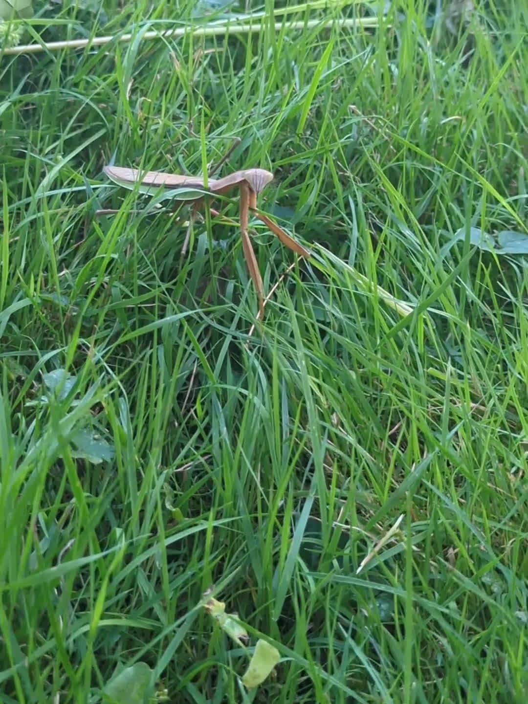 cover for What mantis species is this? See its amazing color and shape! #mantis #insect #nature #entomology