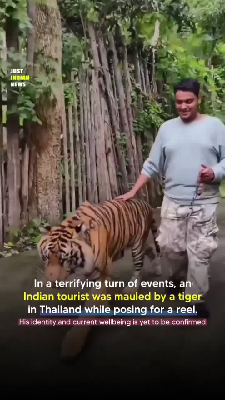 cover for Tourist gets attacked by a tiger while filming 😱🐯 #WildlifeEncounter #TigerAttack #CrazyMoment