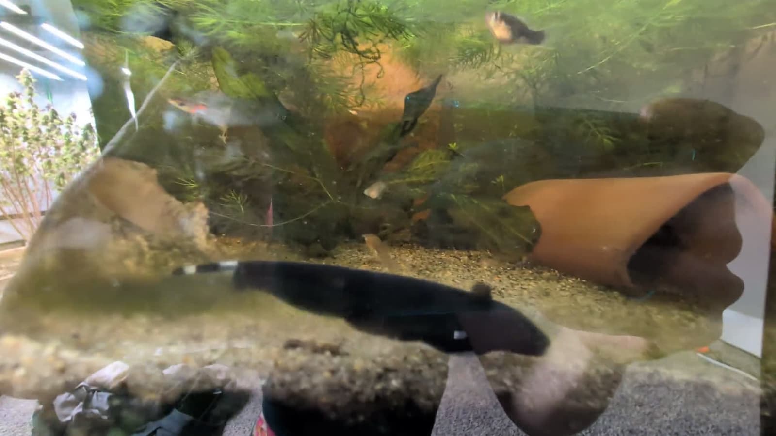 cover for This black ghost knife finally surfaces to feed—unbelievable! 🐟✨ #BlackGhostKnife #UnderwaterFeast #FishLovers