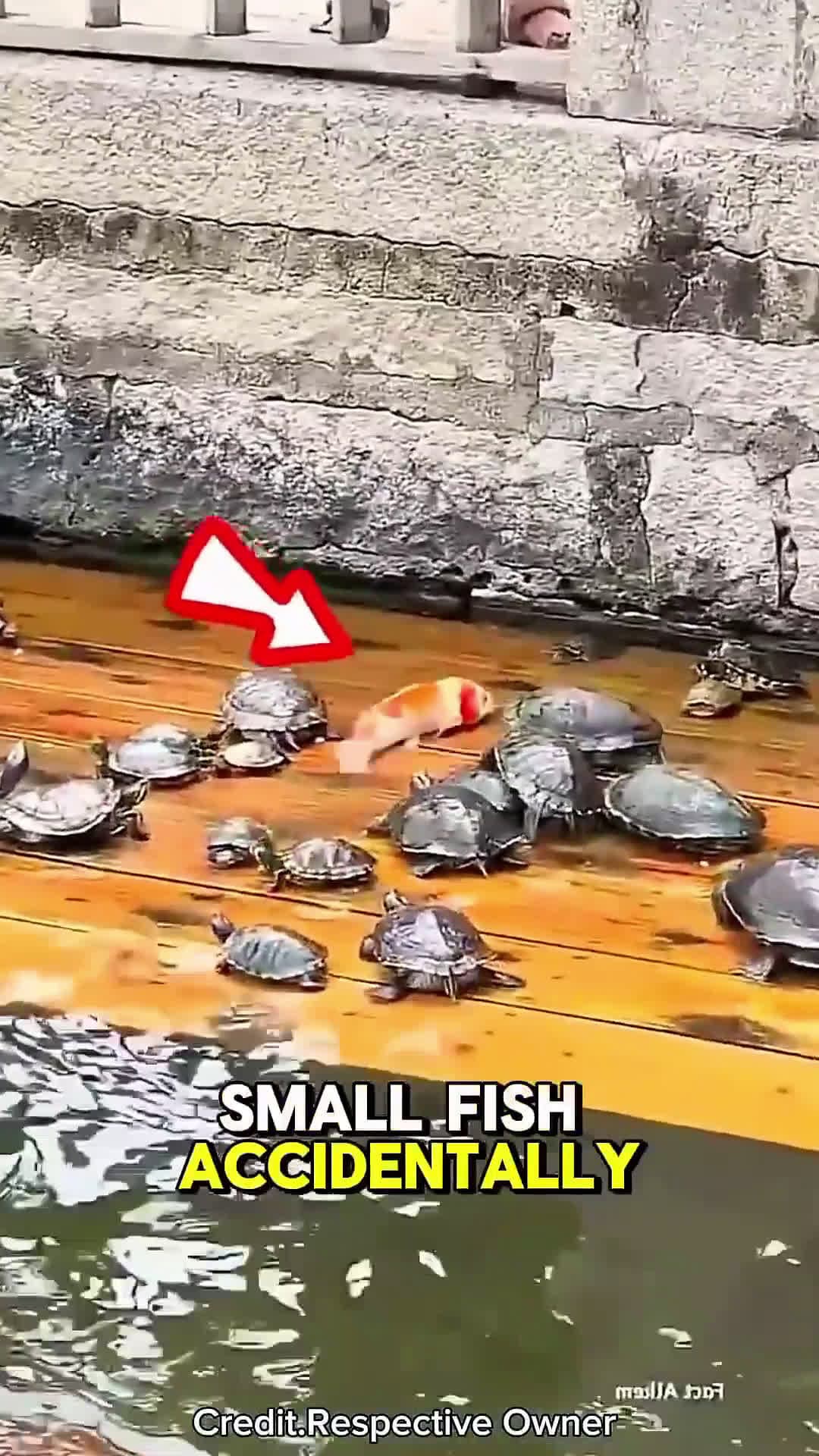cover for When Animals Help Each Other ❤️ #intrestingfacts #follow #shorts #fyp #caughtoncamera#trending 