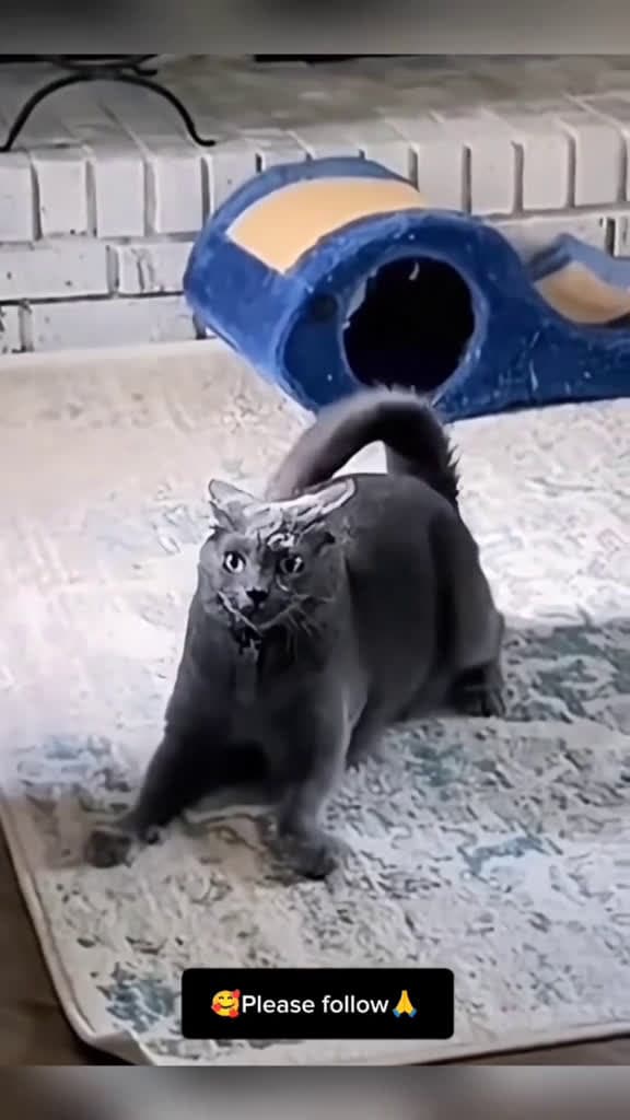 cover for cat cute catvideo cutcat funny pet funnyvideo kitty foryou  kefetbeninekar 27552 #ilovescoopz