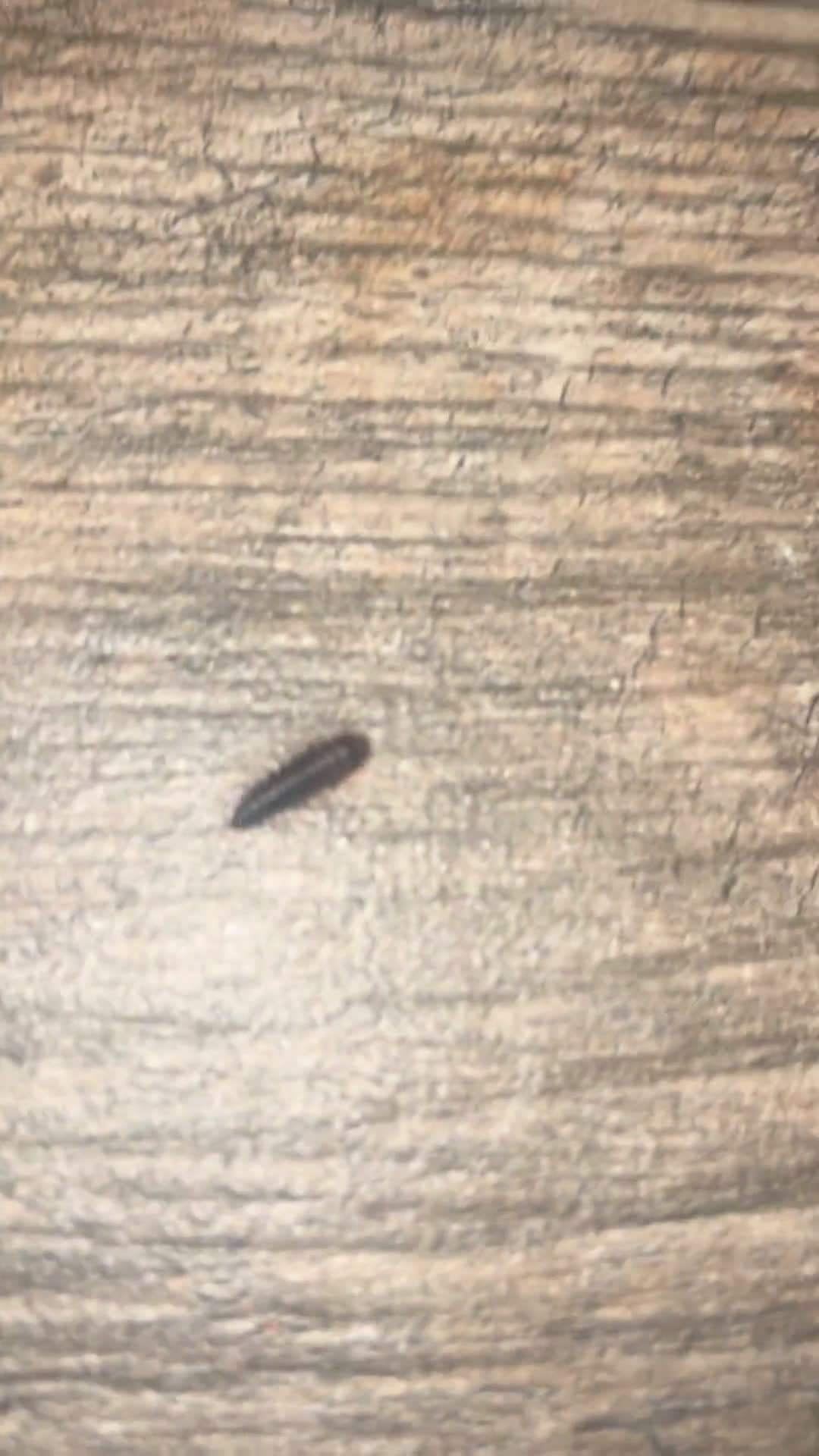 cover for Unbelievable find in a Seattle basement apartment—what's hiding under my stairs? 😳👀 #Seattle #BasementFind #ApartmentLife #Mystery