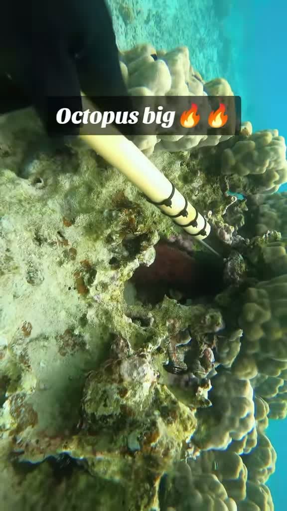 cover for Incredible octopus spearfishing catch! 🐙 #Octopus #Spearfishing #Fishing