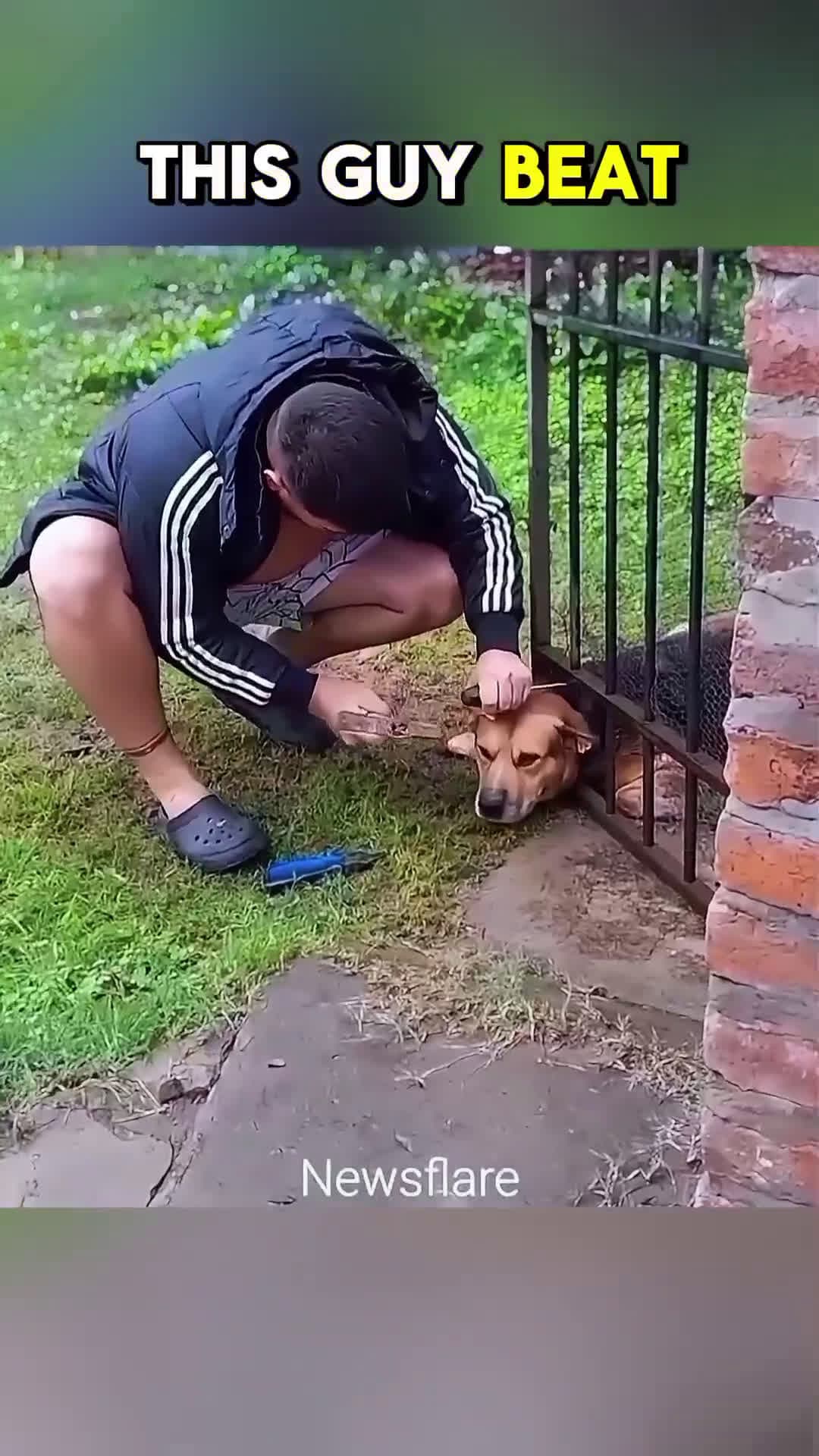 cover for Rescue and Release Breaking Free animalrescue dogrescue doglovers humanity respect shorts