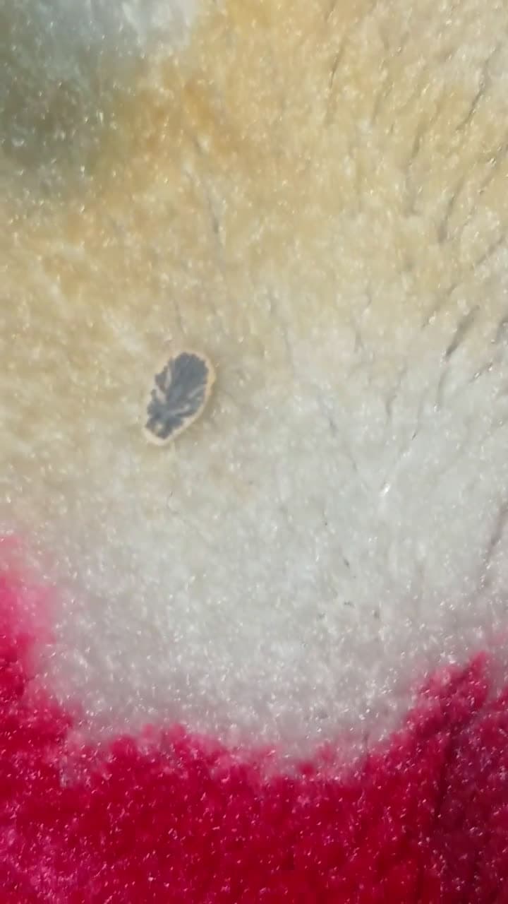 cover for Woke up to an insect on my bed - you wont believe what happened next 🪲😳 #Insect #BedFind #CreepyCrawly #WhatIsThis
