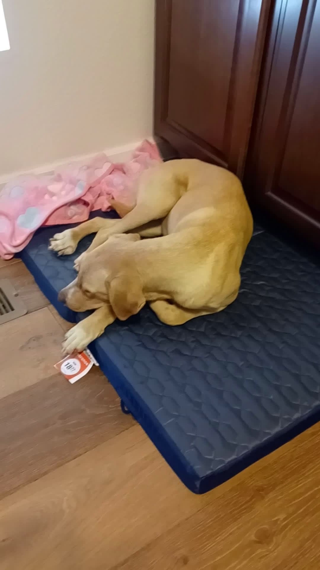 cover for 💜💜Sadie's 1 week update💜💜 Sadie is doing a lot better. As you can see, her ribs aren't showing as much. Swelling in her legs has gone down. She still won't let us pet her, and I want to hug her so bad. Taking 1 day at a time💜