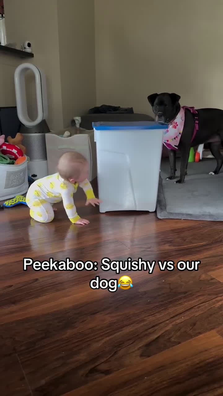 cover for Too cute! Watch this little one play peekaboo with their curious pup 🐶💕 #Peekaboo #CuteKids #DogLovers
