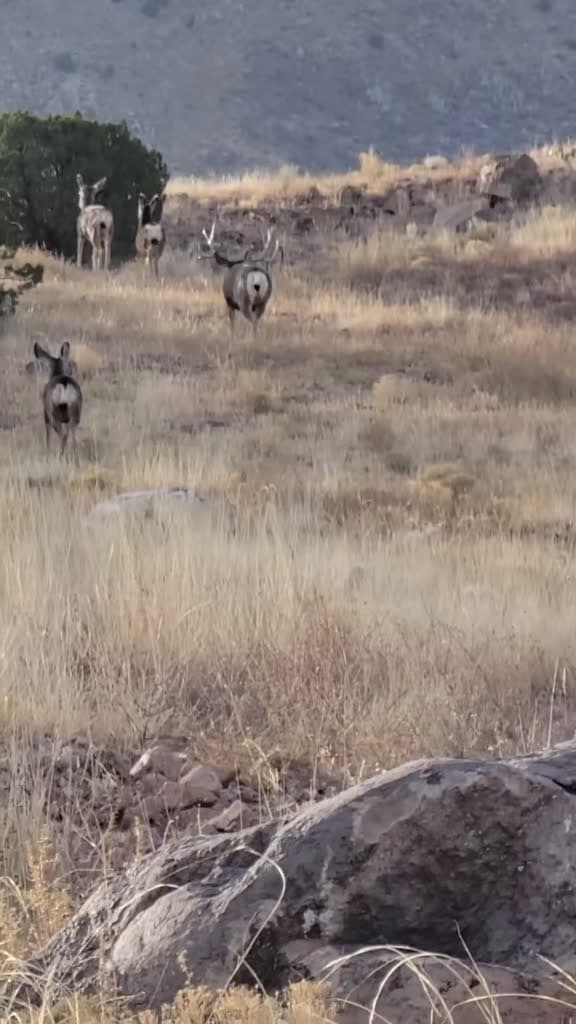 cover for Spotted the biggest mule deer of my life in New Mexico! 🦌 #muledeer #hunting #newmexico
