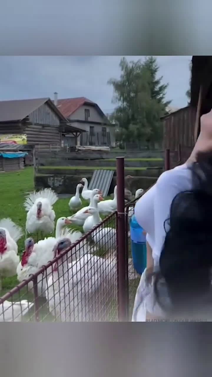 cover for Animals Funny #animalsfunny #funnyvideos #funny #fun  #reels  #trending  #2024 #2025