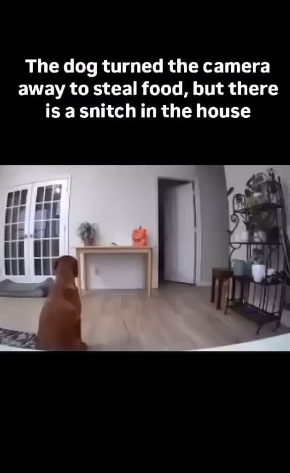 cover for When the cat’s just trying to clear his name 😂 #FunnyPets #CatVsDog #ViralVideo