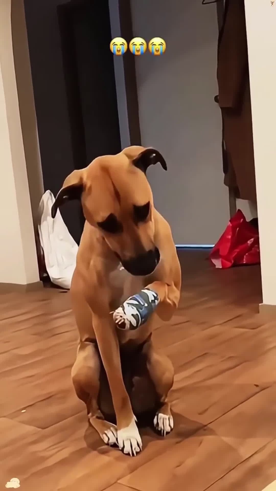 cover for When your dog is injured #scoopzanimalvideo 