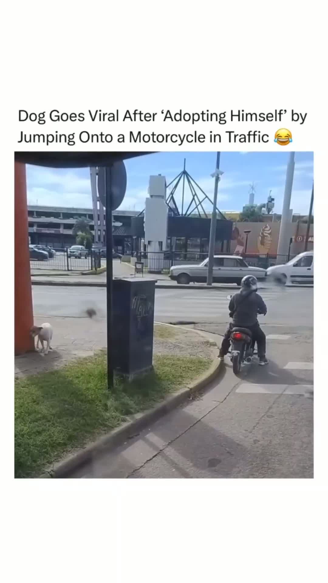 cover for Awwww! smart dog. I would take him also🥰#CaughtOnCamera #viral #pets #dog #like #comment #follow 