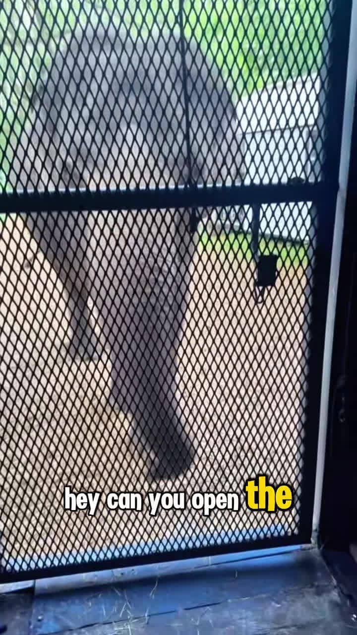 cover for 7649...#elephant #animal #MyBestFriendIsAnElephant #animallover #TikTok #Sav...
