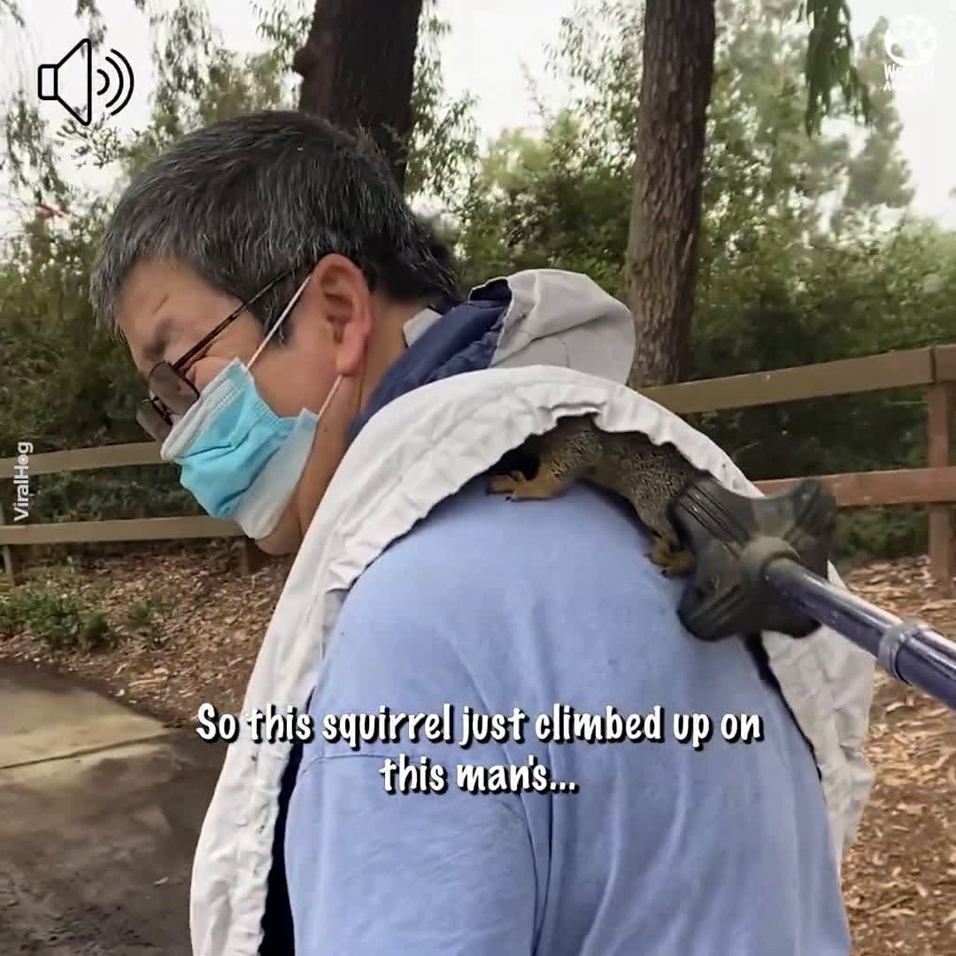 cover for Baby squirrel climbs onto people